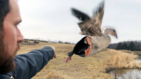 our rare birds flew away (for good)