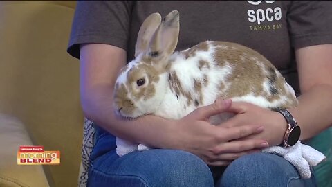 SPCA Tampa Bay | Morning Blend