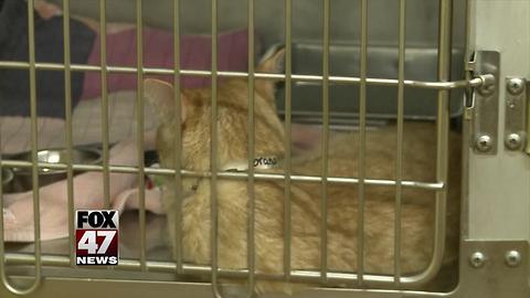 94 pets removed from home likely animal hoarding