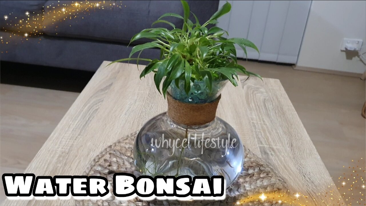 Water Bonsai, Low maintenance indoor plant