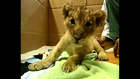 Tiny Japanese Lion Cub