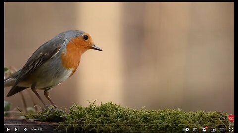 Forest Meditation Music: Sounds of Nature