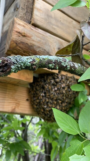 Very healthy swarm in wet Texas.