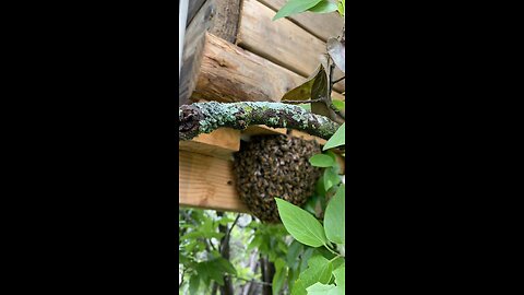 Very healthy swarm in wet Texas.