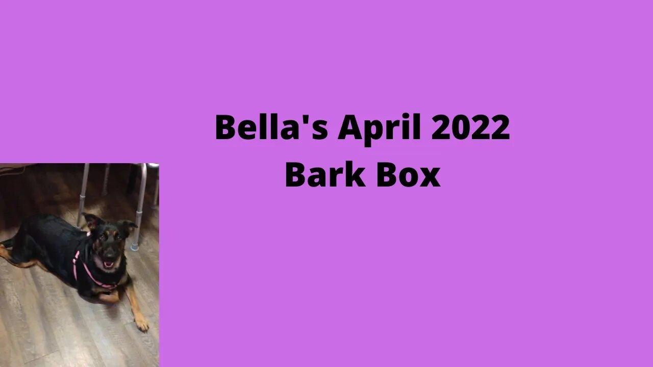 Bella's April Bark Box 2022