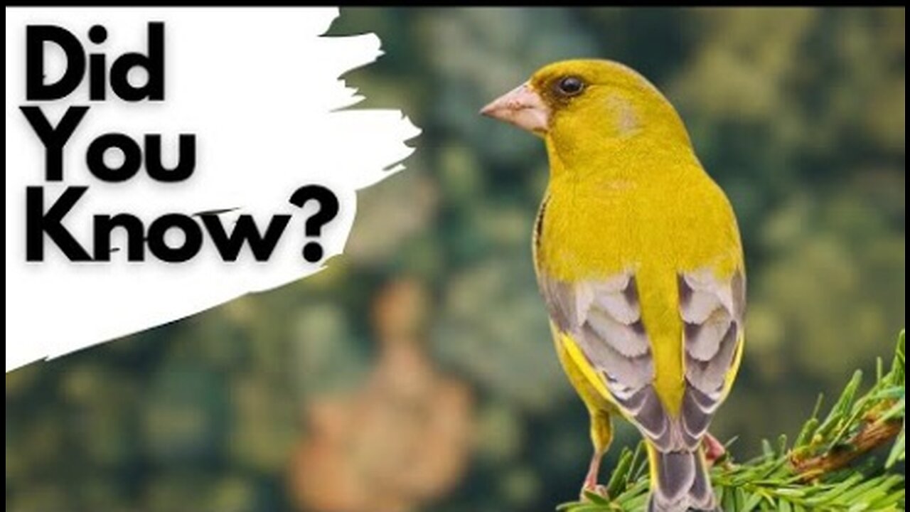 Things you need to know about GREENFINCHES!