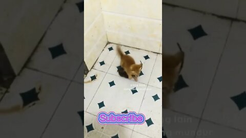 The funniest kitten viral