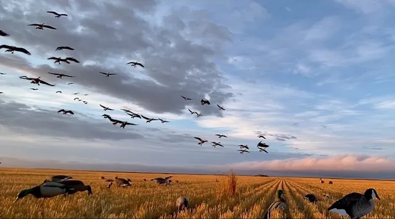 4-Man DOUBLE LIMIT: Field Duck and Goose Hunting in Western Manitoba, Canada