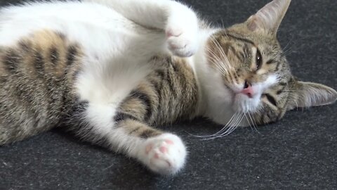 Funny Kitten Rudolph Sleeps on His Back