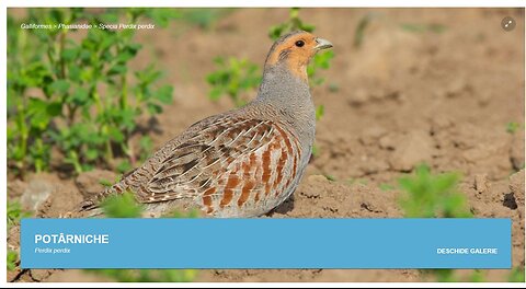 Potarnichea de stanca (din "Pasari din livezile si baltile Dunarii)