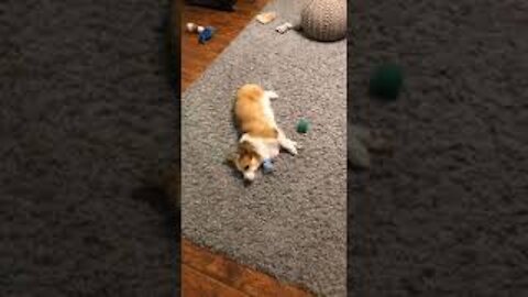 Telling My Corgi She's Adopted | Tofu the Corgi | #shorts