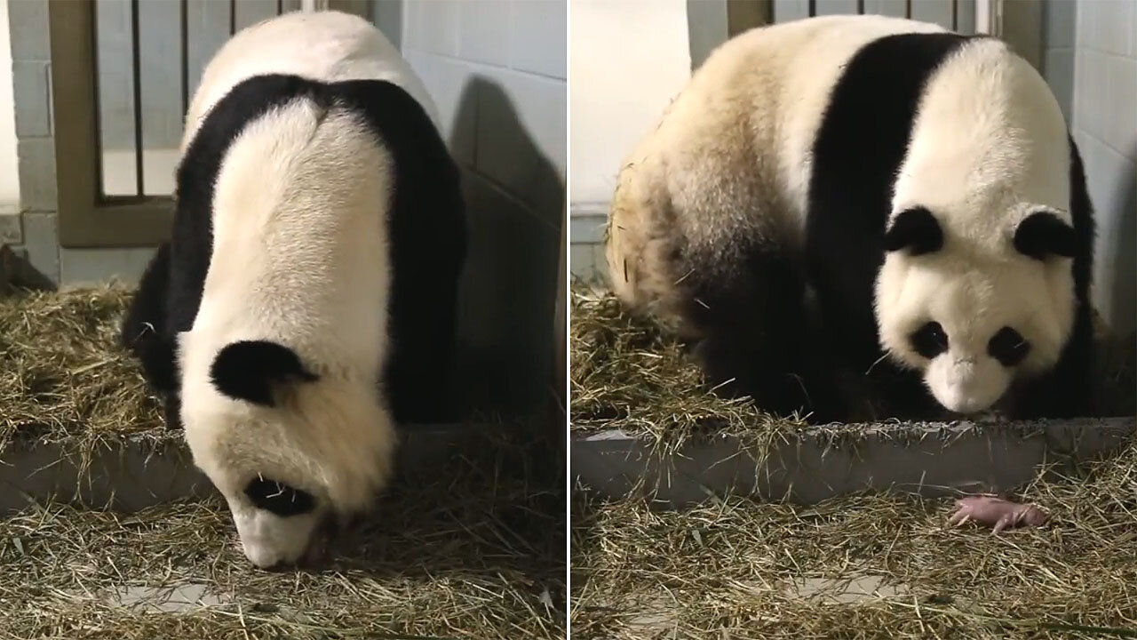 The beautiful birth of giant pandas twins