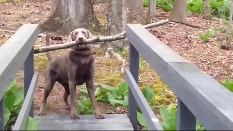 my working dog