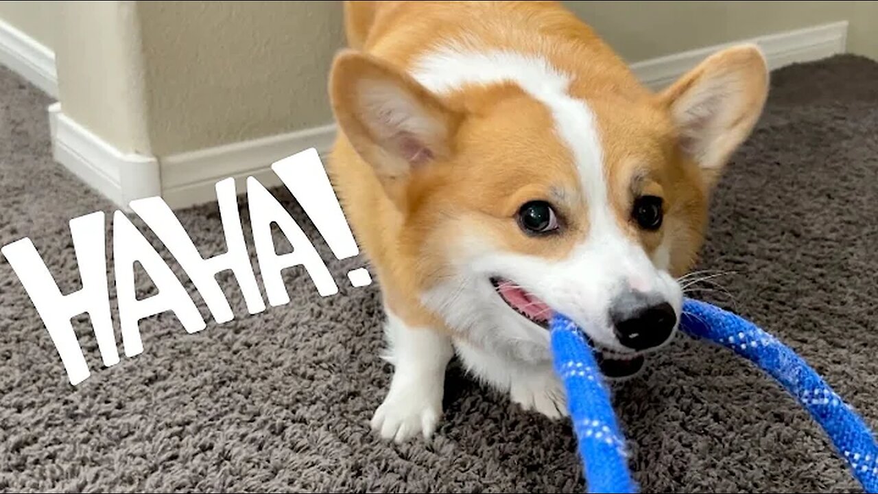 Try Not to Laugh - Funniest Talking Dog Videos!