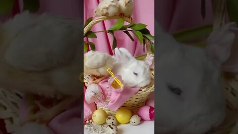 #animals |cute rabbit you 💕|#rabbit #shorts