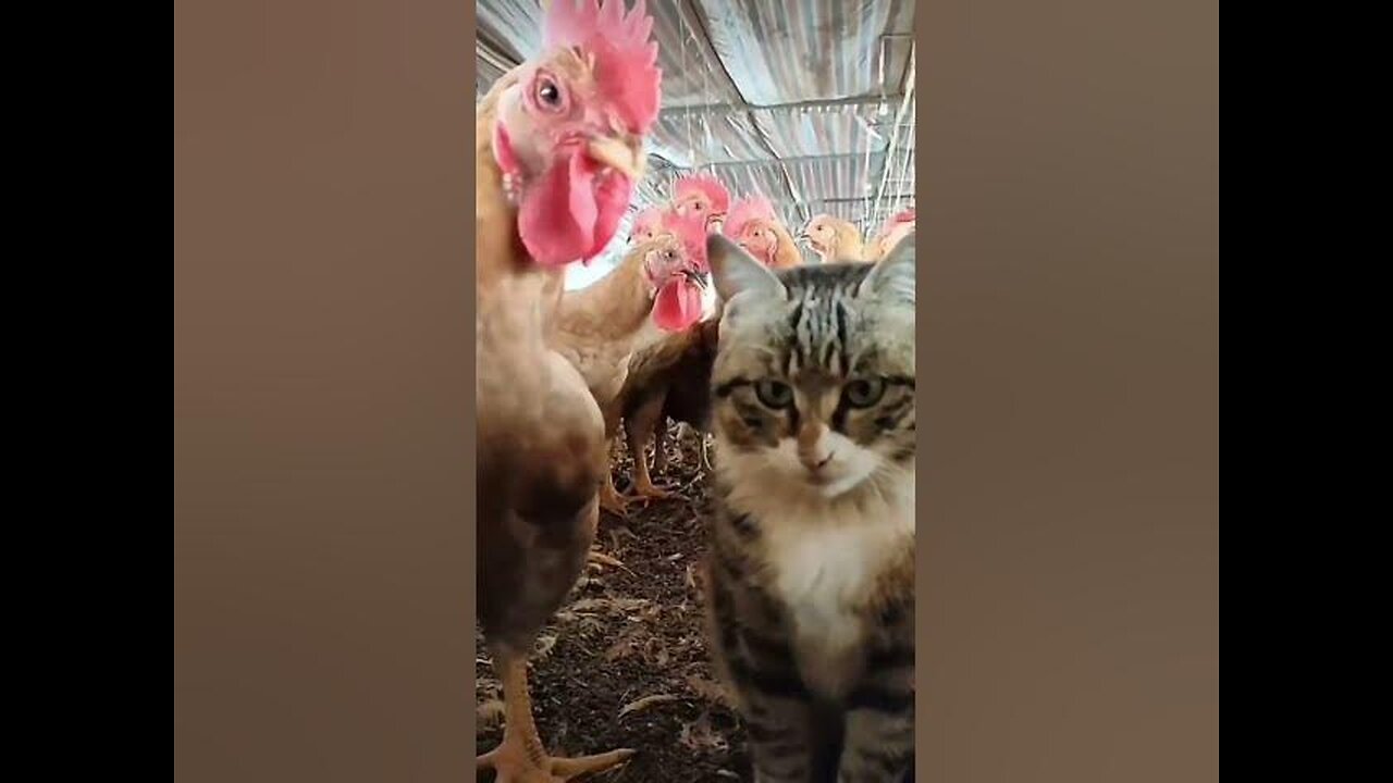 Never let a cat in a chicken coop