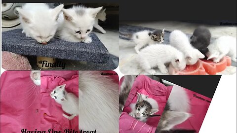 First time tasting treats