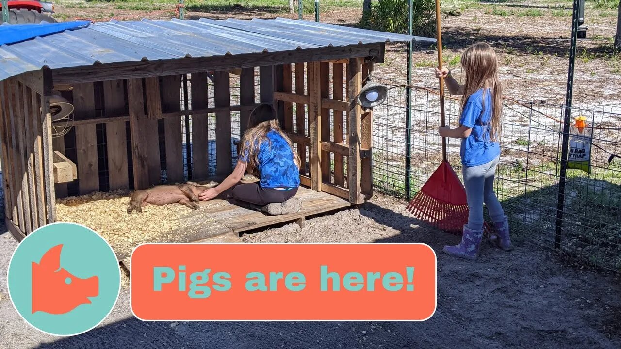 Check out our new piglets! | Join us on what feels like a daily meeting with our pigs.