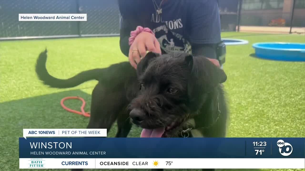 Pet of the Week: Winston