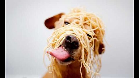 Funny animals