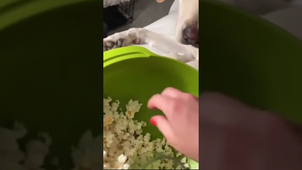 #MEME is the one and only D-O double G #trending #shorts #dogs #finest