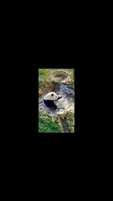 It's Jacuzzi time for the panda