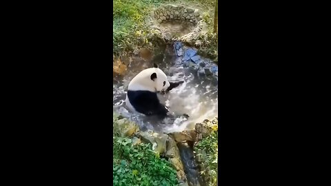 It's Jacuzzi time for the panda