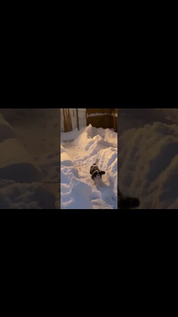Luna Puppy Cavalier King Charles Spaniel Dog Hops in Huge Fresh Snow Dump
