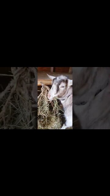 I Am Quite Furious With This