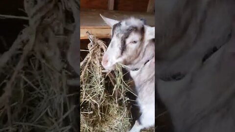 I Am Quite Furious With This