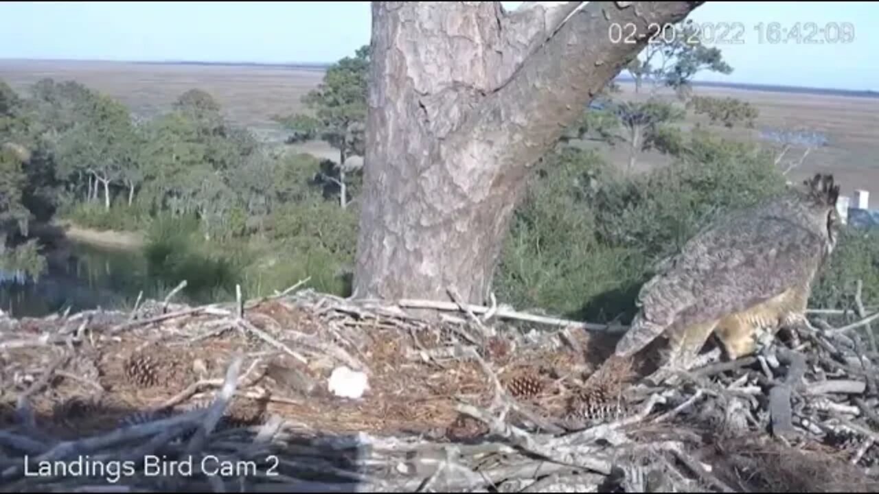 Mom's Leave and Return-Owlet Close-up 🦉 2/20/22 16:42