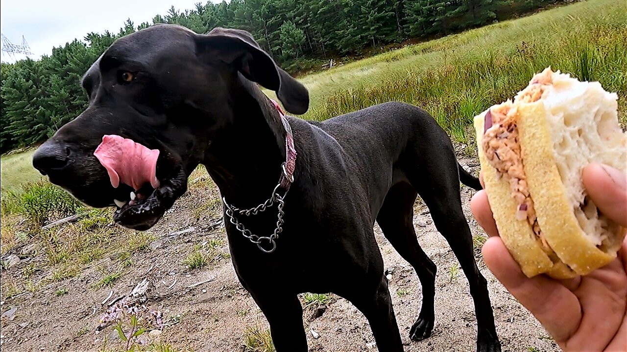 Vocal Great Dane begs for salmon sandwich on long hike