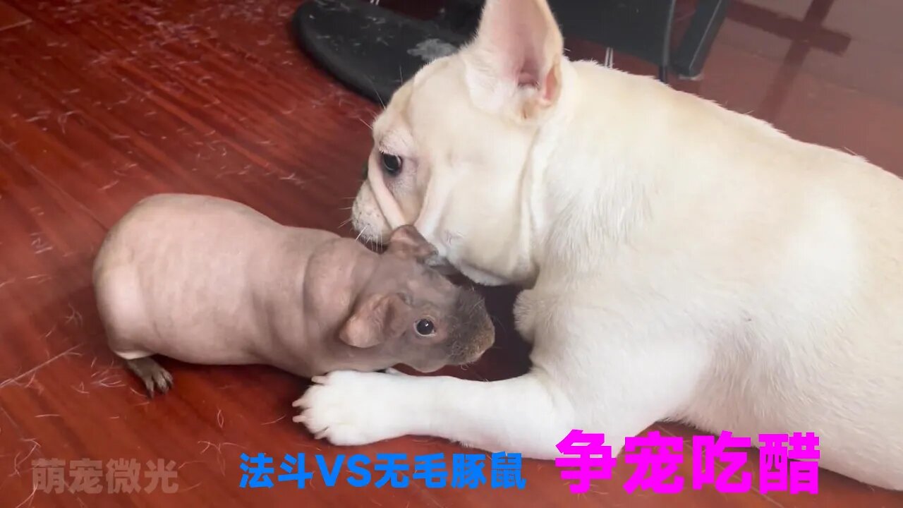 这只狗真是个醋坛子，见到主人抱着无毛豚鼠，急得直抓狂、刨床单！