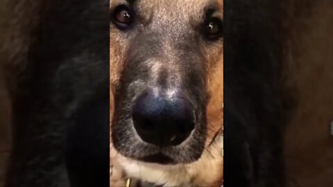 Funny animals please get this viral | #shorts | | #viral #funnyanimals
