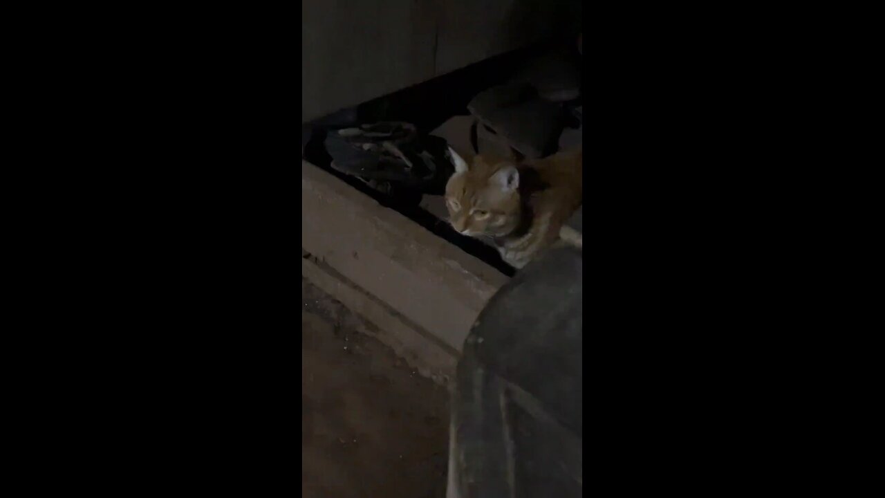 Fannist cat 🙀🙀🙀