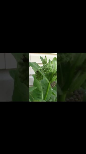 What Does Milkweed Look Like #Shorts 🌿