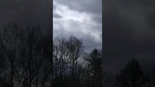 our resident red tailed hawk