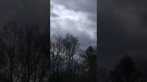 our resident red tailed hawk