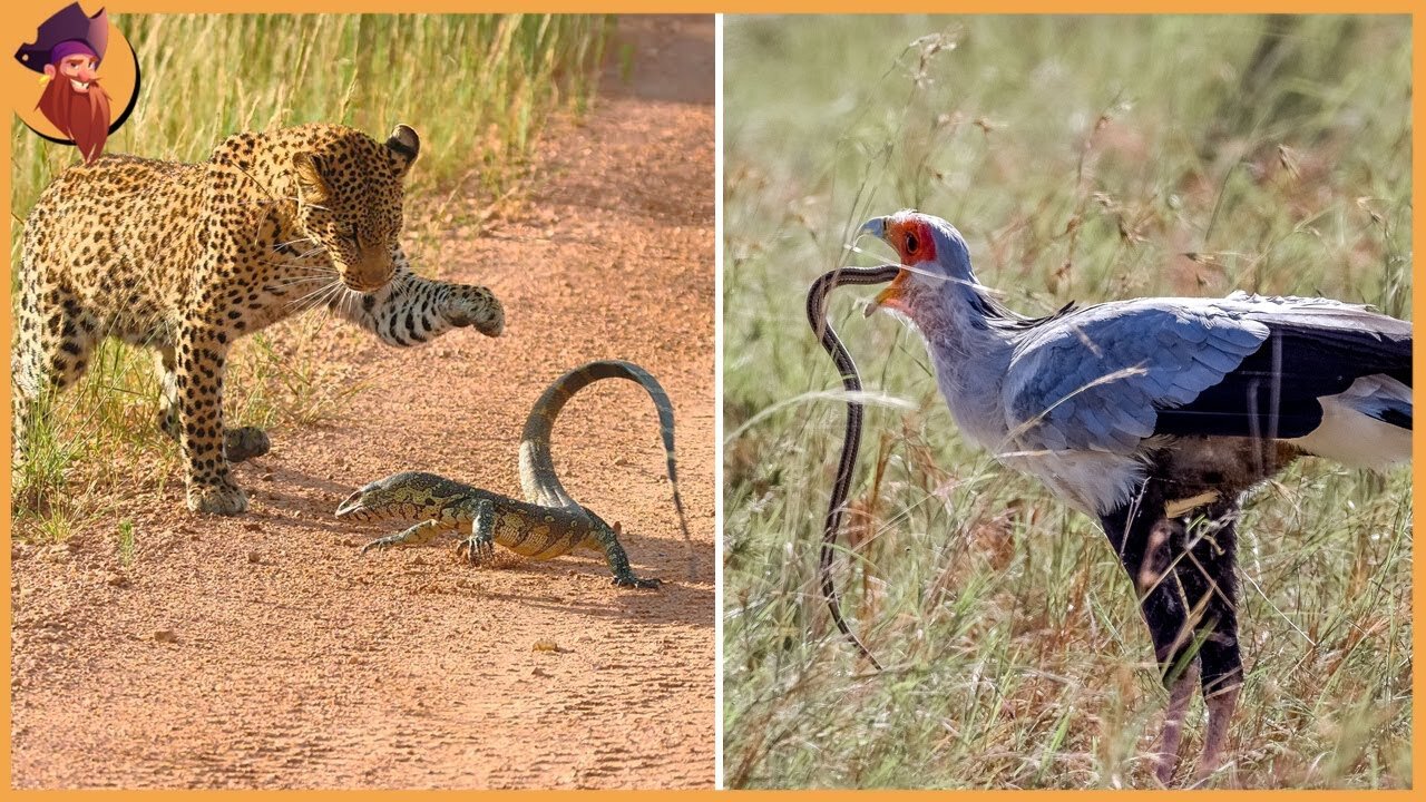 15 Insane Animal Battles Recorded On Camera