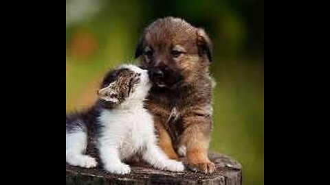 Cute Kitten hugs puppy funny video