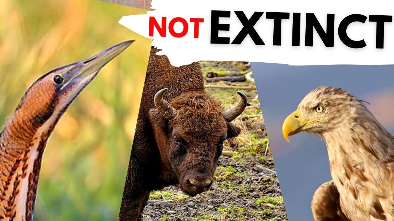 5 Animals that went EXTINCT but are now back in the UK!