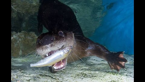 Danger otter catching fish under water