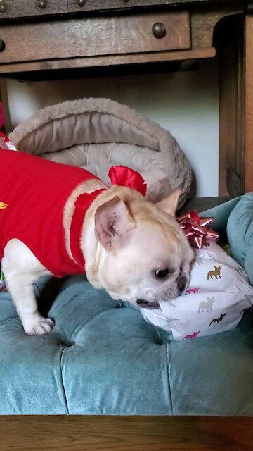 Cute French Bulldog opens her Birthday present.