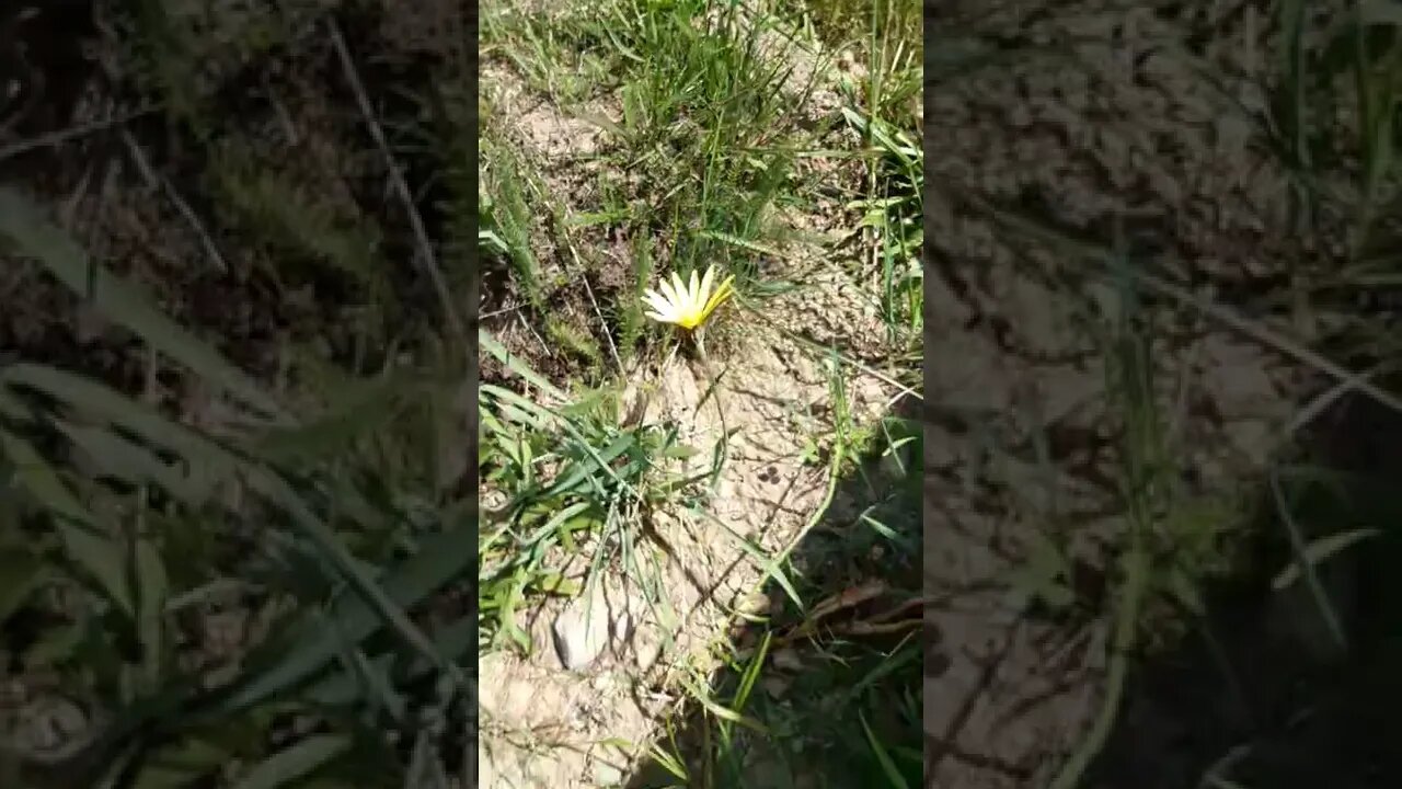 YAYLADAN SARI BİR ÇİÇEK.