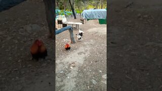 Good morning Rusty Rhiannon and ducks