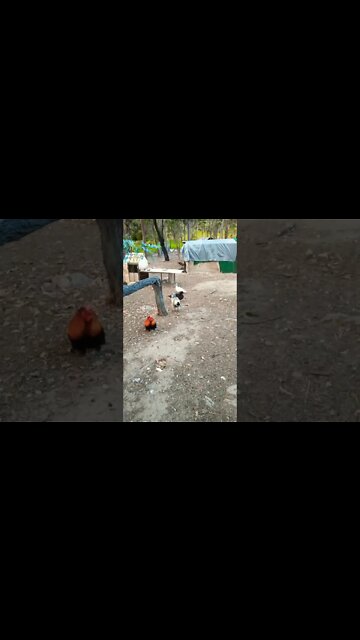 Good morning Rusty Rhiannon and ducks