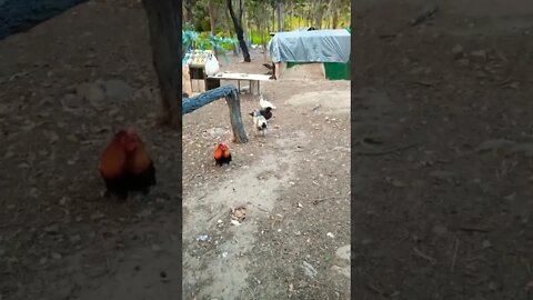 Good morning Rusty Rhiannon and ducks