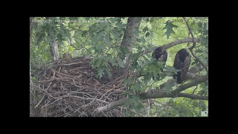 Hays Eagles nest gets a visit from Squirrel while H13 H14 H15 sleep 2021 05 30 14:34