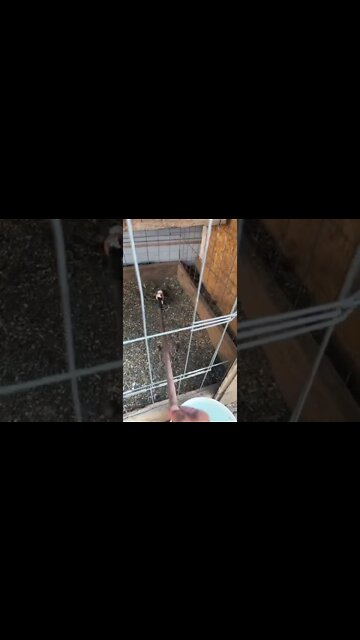 #shorts #2022 funny,prank,funjokes,dad jokes,funny memes,funny video,fun,laughing,funny animal,knock