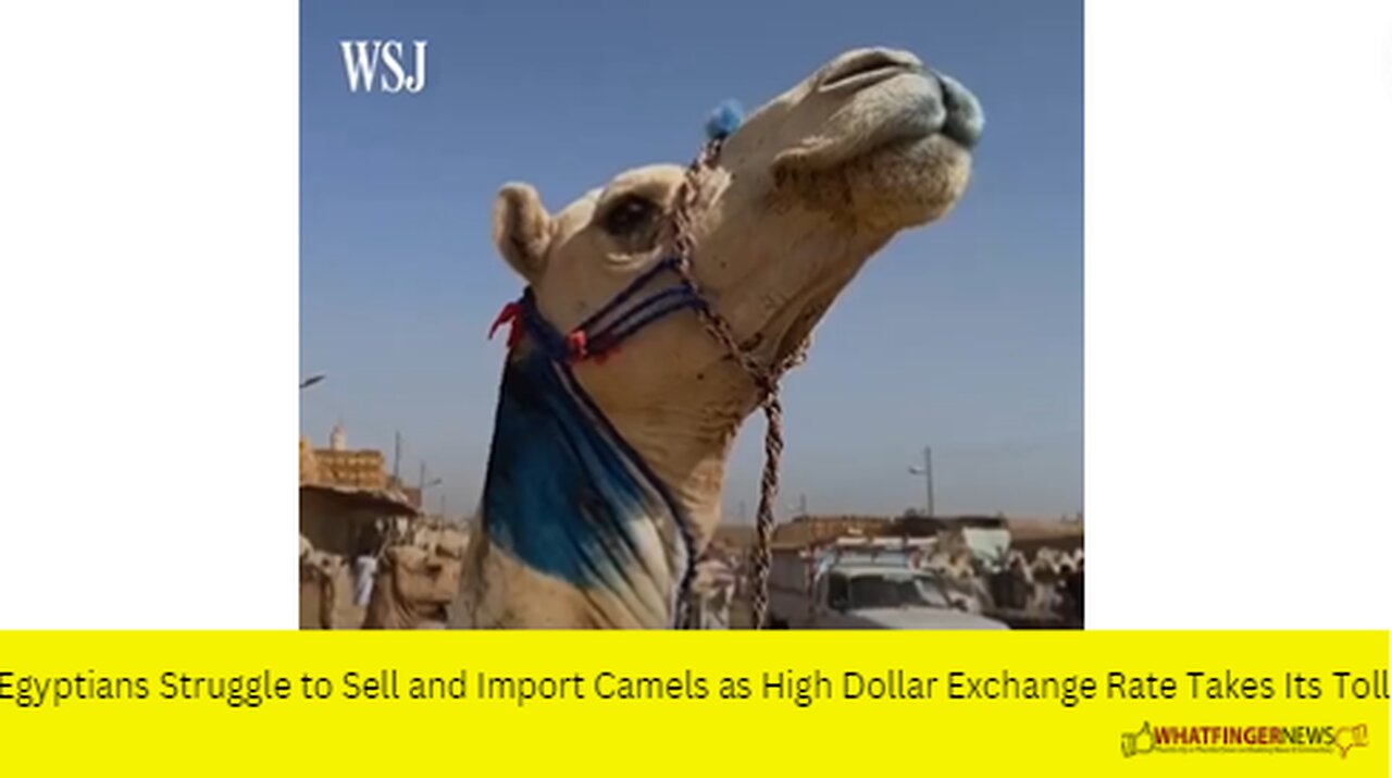 Egyptians Struggle to Sell and Import Camels as High Dollar Exchange Rate Takes Its Toll